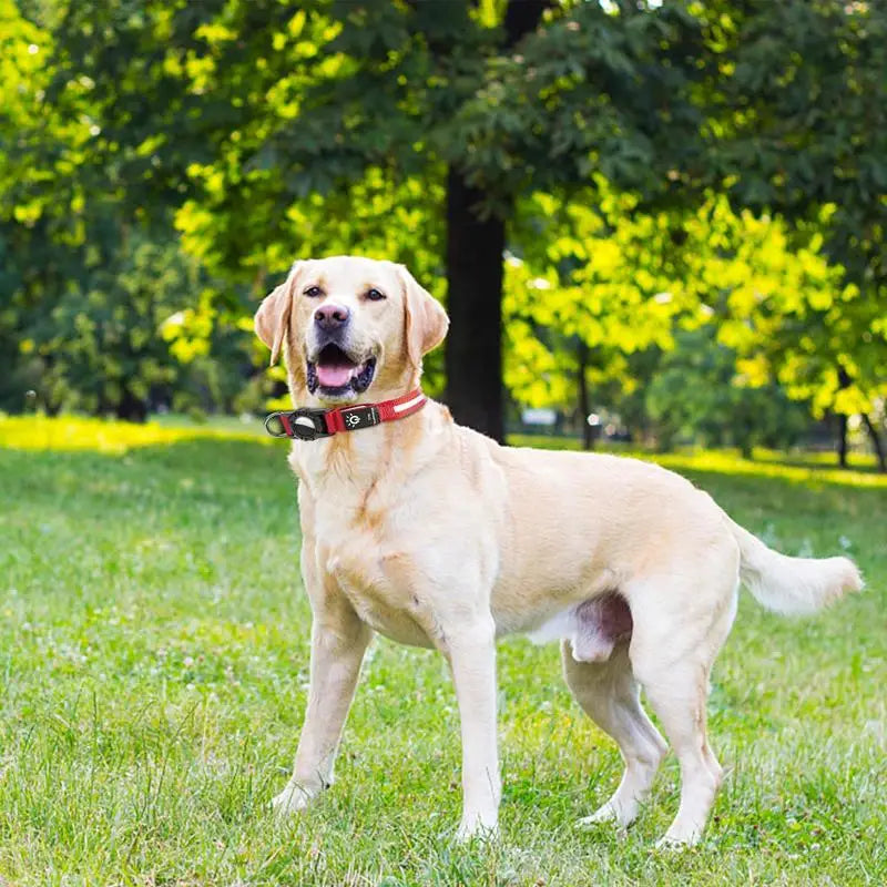 Glow In The Dark Dog Collars
