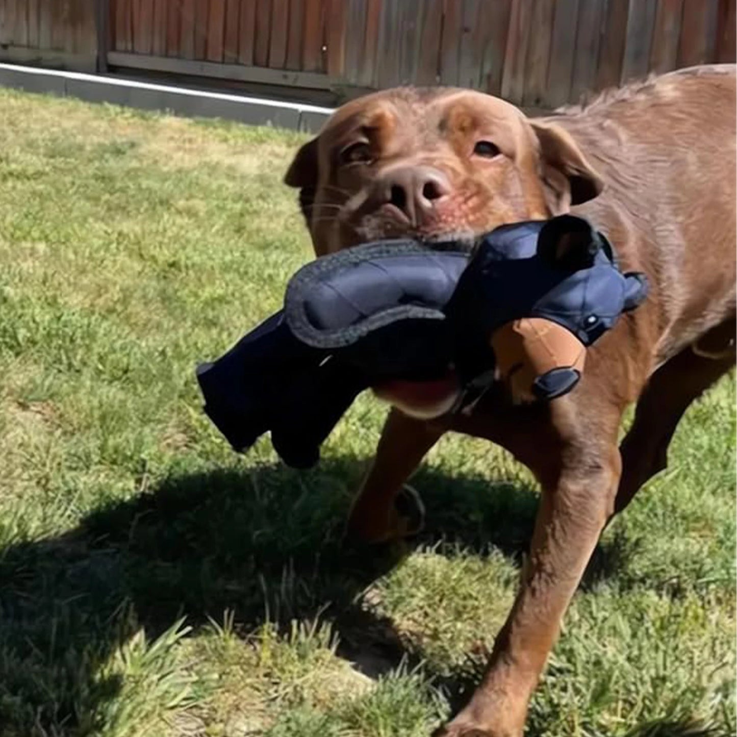 Squeaky Plush Bear Chew Toy for Dogs