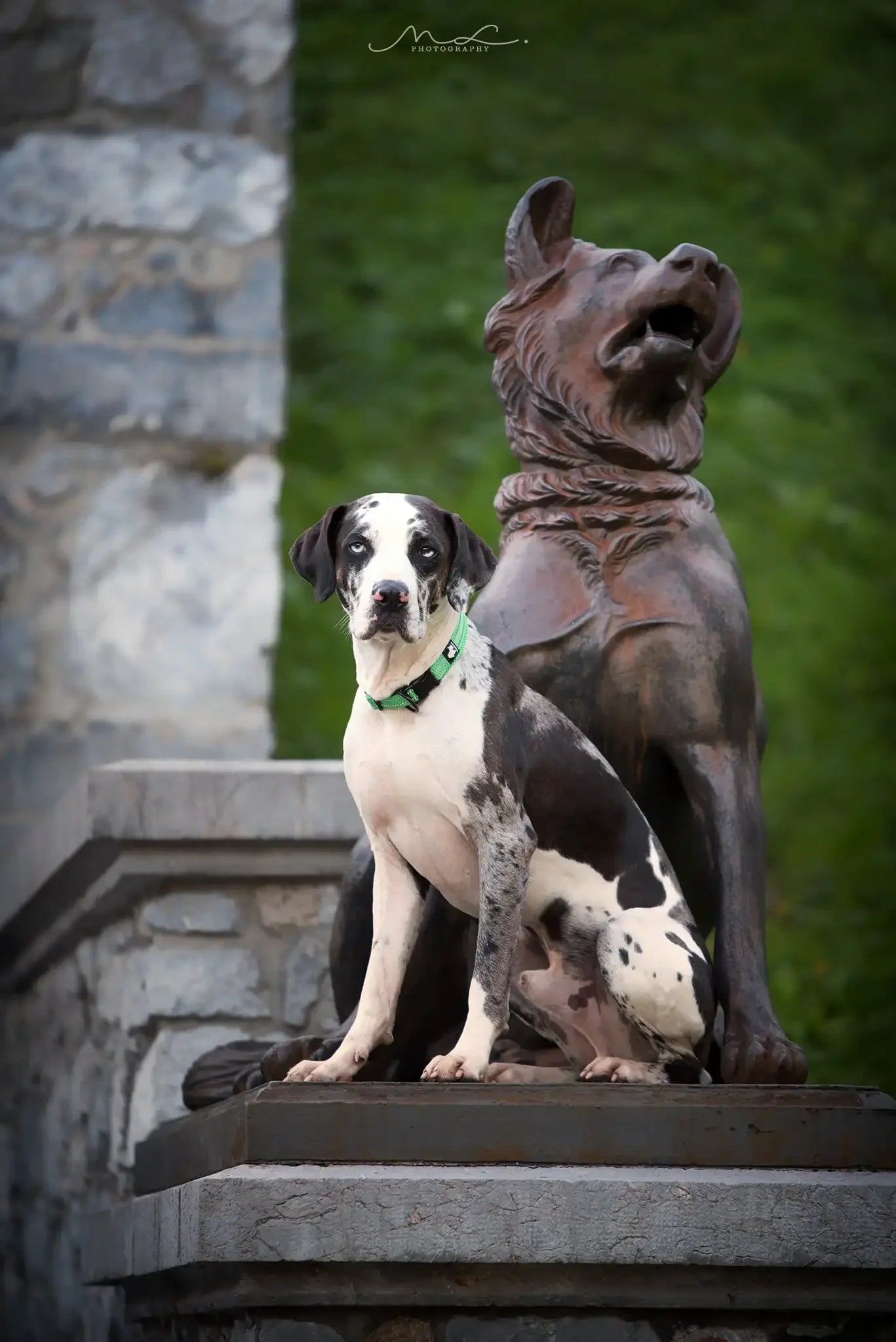 Nylon Durable Pet Collar