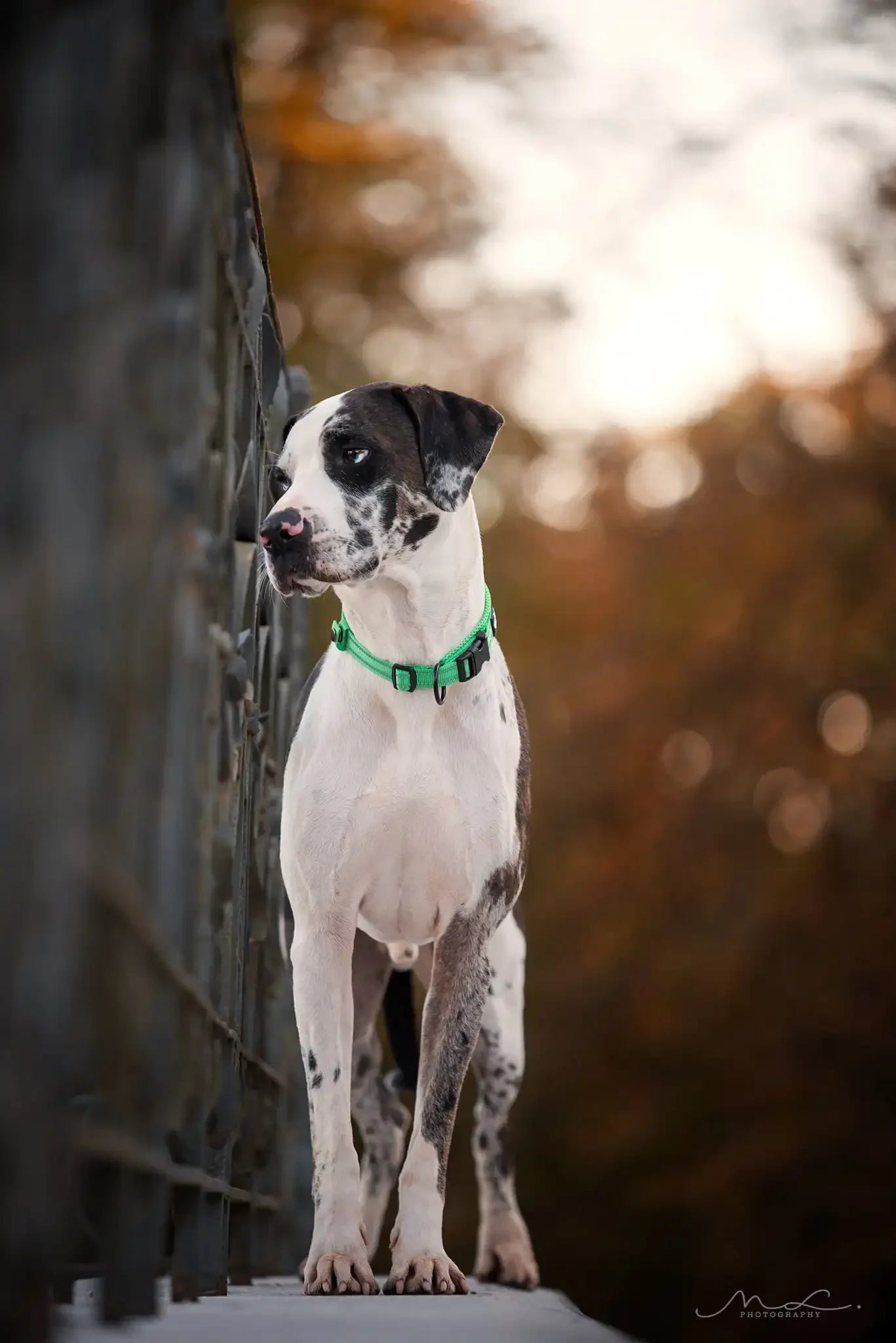 Nylon Durable Pet Collar